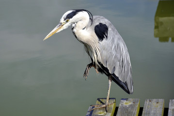 Grey Heron
