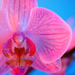 delicate pink Orchid with dew drops close-up on light blue background