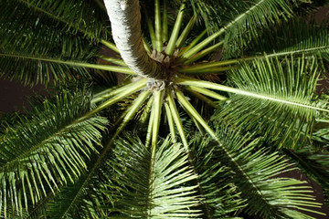 palm trees overhead