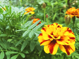 marigold flowers bloom in the summer garden on a sunny day. flower bed. Place for your text. bloom is beautiful. image is suitable for posters, pictures, cards, calendars