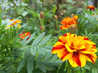 marigold flowers bloom in the summer garden on a sunny day. flower bed. Place for your text. bloom is beautiful. image is suitable for posters, pictures, cards, calendars
