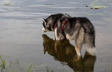 dog and its reflection in the water, Siberian Husky on the nature at sunset