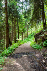 Dorf Tirol, Tirolerweg, Tiroler Kreuz, Wanderweg, Wald, Vinschgau, Südtirol, Sommer, Italien