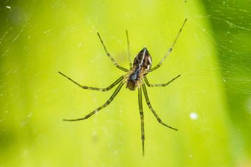 Spider on the macro web