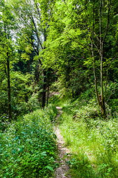 Dorf Tirol, Tirolerweg, Tiroler Kreuz, Wald, Waldweg, Wanderweg, Wasserfall, Vinschgau, S&uuml;dtirol, Sommer, Italien