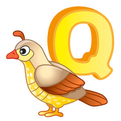 alphabet with capital letters of the English alphabet and cute cartoon illustrations. Poster for kindergarten and preschool. Cards for learning English. Letter q. Quail
