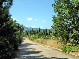 A narrow asphalt road on a hot Sunny day past evergreen trees and sun-scorched grass.