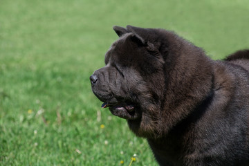 Cute chow chow on a green meadow close up. Pet animals.