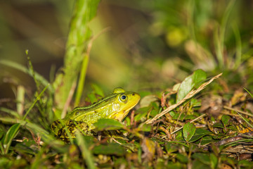 A beautiful common green water frog enjoying sunbathing in a natural habitat at the forest pond. Wild amphibian.