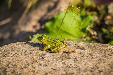 A beautiful common green water frog enjoying sunbathing in a natural habitat at the forest pond. Wild amphibian.