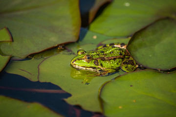A beautiful common green water frog enjoying sunbathing in a natural habitat at the forest pond. Wild amphibian.