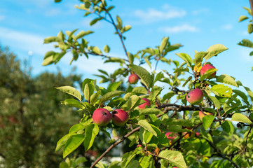 Apple orchard with green sheet