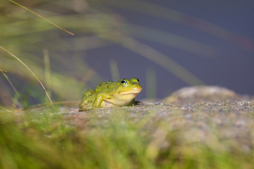 Obraz premium A beautiful common green water frog enjoying sunbathing in a natural habitat at the forest pond. Wild amphibian.