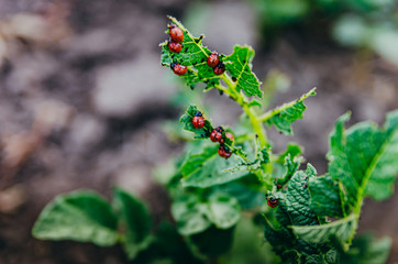 Pests in the garden. The larva of the Colorado potato beetle eats potato leaves.