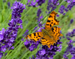 Vibrant close up image of an open winged Comma butterfly (Polygonia c-album) nectaring on blue lavender flowers (Lavandula angustifolia). Landscape photo, England.