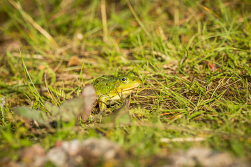 A beautiful common green water frog enjoying sunbathing in a natural habitat at the forest pond. Wild amphibian.