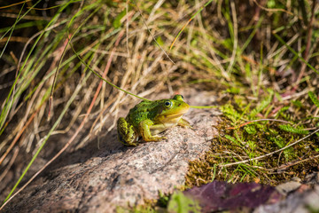 A beautiful common green water frog enjoying sunbathing in a natural habitat at the forest pond. Wild amphibian.