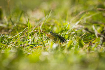 A beautiful common green water frog enjoying sunbathing in a natural habitat at the forest pond. Wild amphibian.