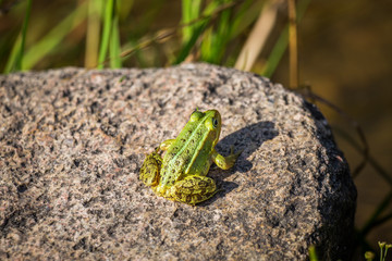 A beautiful common green water frog enjoying sunbathing in a natural habitat at the forest pond. Wild amphibian.
