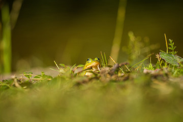 Fototapeta premium A beautiful common green water frog enjoying sunbathing in a natural habitat at the forest pond. Wild amphibian.