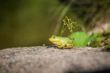 A beautiful common green water frog enjoying sunbathing in a natural habitat at the forest pond. Wild amphibian.