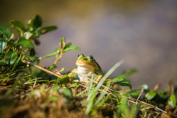 A beautiful common green water frog enjoying sunbathing in a natural habitat at the forest pond. Wild amphibian.