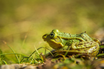 A beautiful common green water frog enjoying sunbathing in a natural habitat at the forest pond. Wild amphibian.
