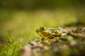 A beautiful common green water frog enjoying sunbathing in a natural habitat at the forest pond. Wild amphibian.