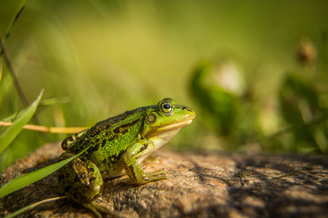 A beautiful common green water frog enjoying sunbathing in a natural habitat at the forest pond. Wild amphibian.