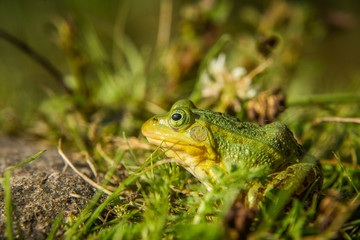 A beautiful common green water frog enjoying sunbathing in a natural habitat at the forest pond. Wild amphibian.