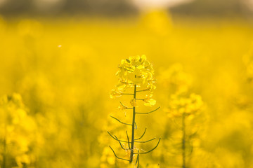 Obraz premium Beautiful, vivid yellow rapeseed flowers in the field. Spring scenery of northern Europe.