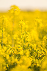 Beautiful, vivid yellow rapeseed flowers in the field. Spring scenery of northern Europe.