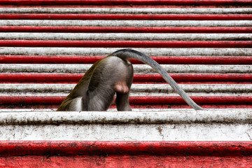 Trasero de mono en escaleras rojas y blancas. Malasia