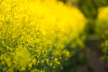 Fototapeta na wymiar Beautiful, vivid yellow rapeseed flowers in the field. Spring scenery of northern Europe.