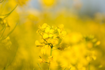Obraz premium Beautiful, vivid yellow rapeseed flowers in the field. Spring scenery of northern Europe.