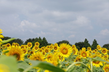 Obraz premium ひまわり畑