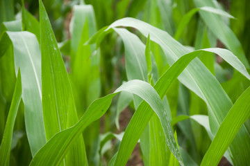 Treviso, Italy, 06/23/2019,  detail of corn plants in a corn field in treviso prefecture in Italy.