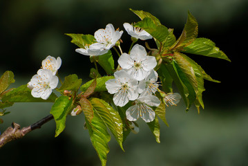 blossom twig on plum tree