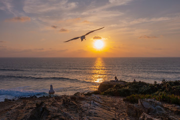 gabbiani  volano, oceano atlantico al tramonto