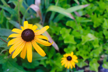 black eye susan flower