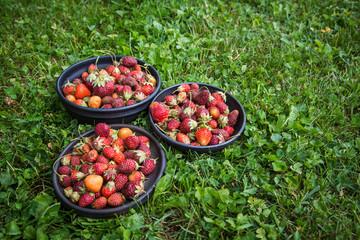 Beautiful, freshly picked garden strawberries in a bowl. Healthy vegan, ecological food in summer.