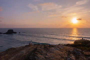 Fototapeta premium gabbiano e mare al tramonto