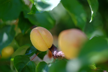 Mature apricot in the garden on a branch