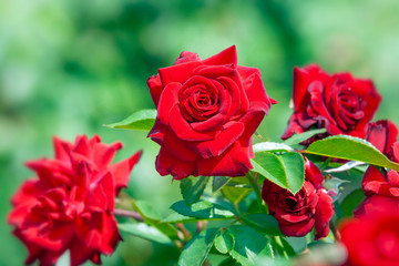 Red roses in a garden