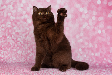 British shorthair cat on a pig background isolated