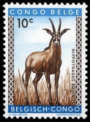 Stamp printed in Congo shows the roan antelope with the inscription "Hipotragus Equinus", circa 1960