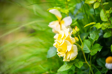 Leuchtende Rosen in einem Beet
