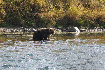 Brown bear swimming and fishing in the river in Kamchatka.
