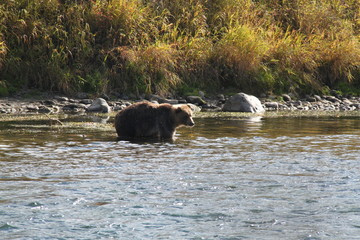 Brown bear swimming and fishing in the river in Kamchatka.