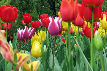 Tulips